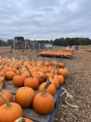 Pumpkin patch