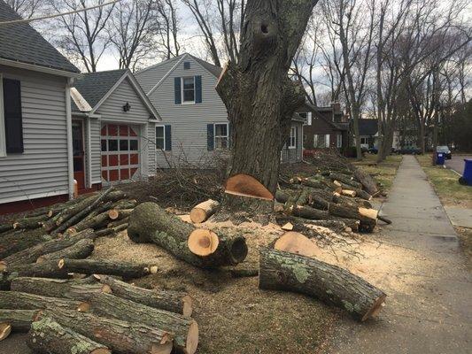 Large silver maple removal in Winooski