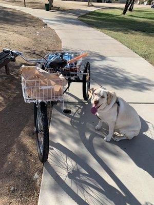 My trike and my lab. We are now confident the ride is safe.