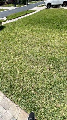 My Lawn on the left compared to my neighbor who barely waters.