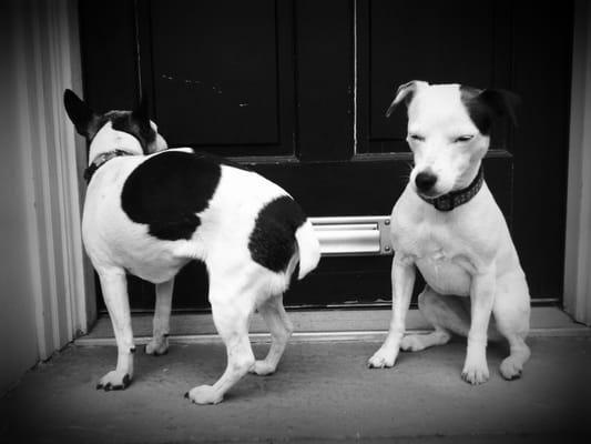 jackie & petunia sunning