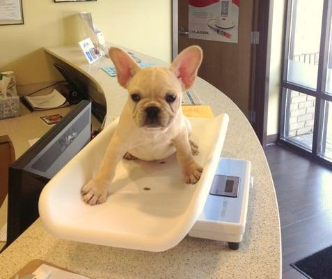 Freddie getting weighed at the front desk.