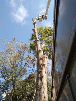 Pin Oak tree removed 
Call us 865-255-9749