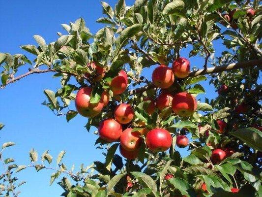 Pick your own apples Labor Day until Halloween!