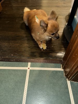 Pomeranian eating cookie