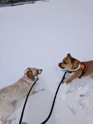 The Orange Leash