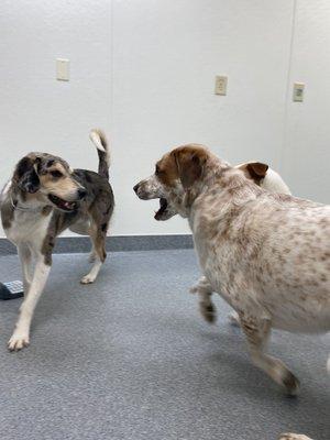 Dogs playing