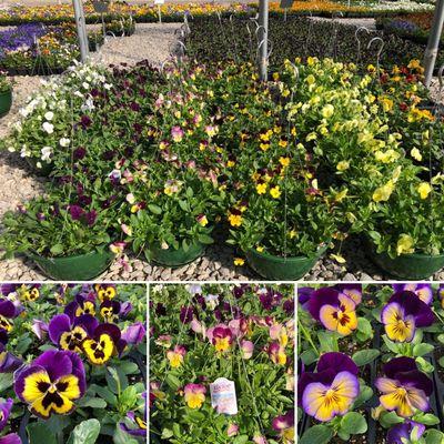 Cool Wave® Pansies in Hanging Baskets and Matrix® Pansies with happy faces!