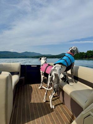 Our two Great Danes enjoying Blue Ridge Lake