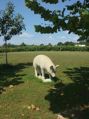 hog in vineyared