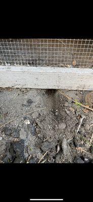 Rats digging under house