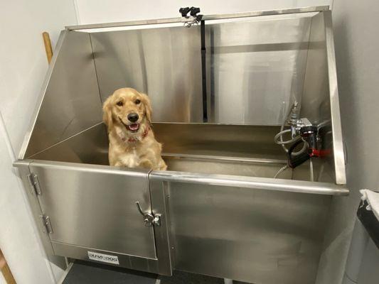 Our Golden Retriever in the tub!