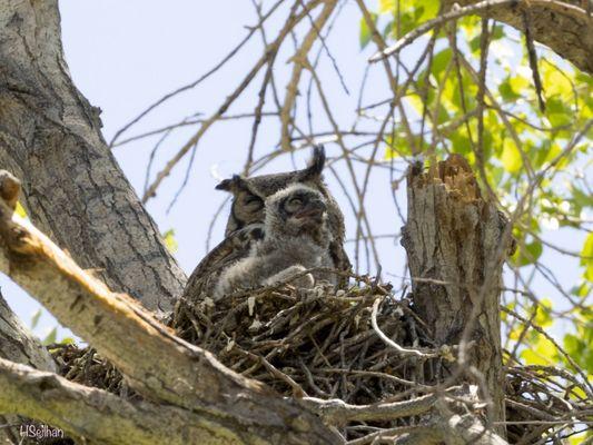 Great Horned Owls