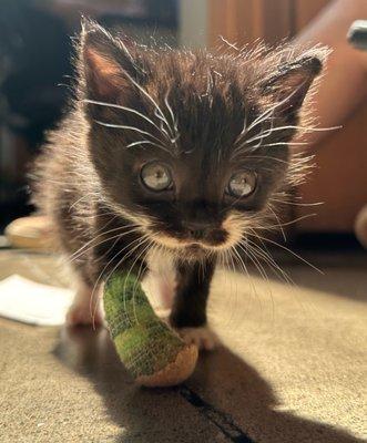 A tiny kitten in a tiny bandage after foot injury.