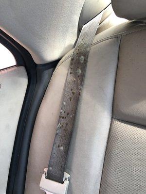 Mold on my backseat seatbelt