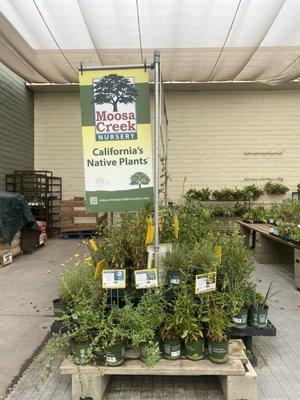 Moosa creek - native plants