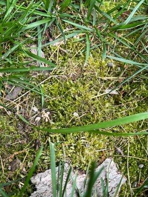 Moss due to inadequate liming