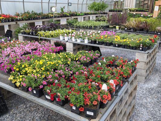 Annuals available!