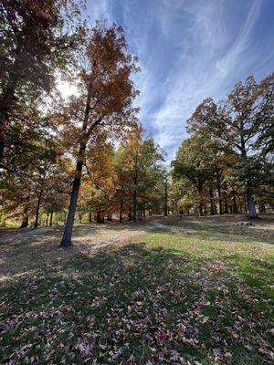 Beautiful trees and gravel path