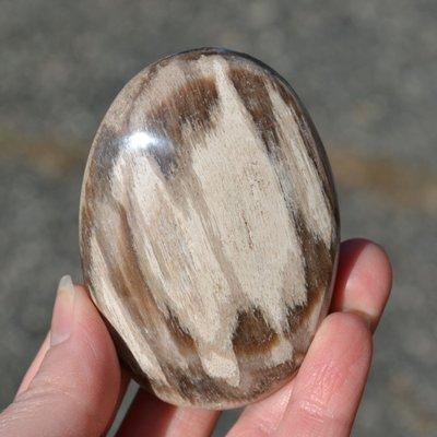 Petrified Wood Palm Stone from Indonesia $24.00