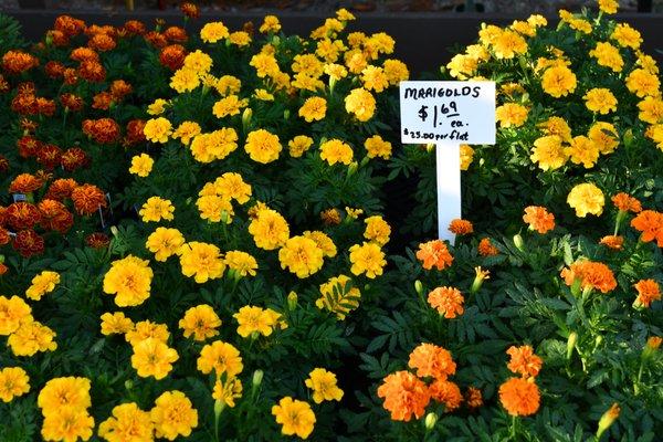 Marigolds.