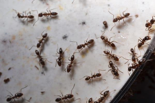 Argentine Ants! The Most Common Nuisance Ant 
Species in So. California