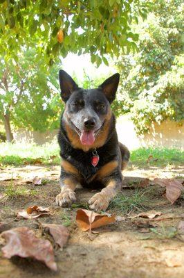 Maggie learning to settle nicely outdoors.