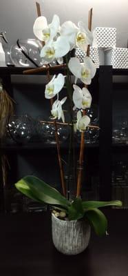 White Double Phalaenopsis