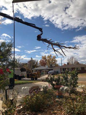 Handling a big dead branch