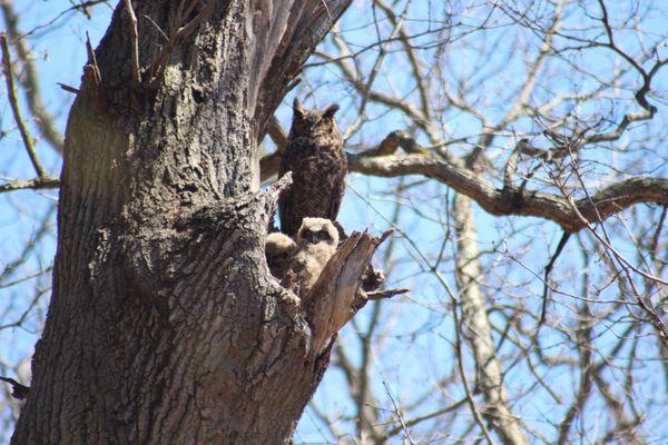 Great Horned owl family