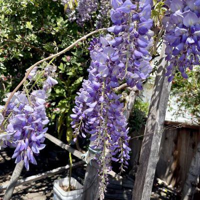 Wisterias hanging around