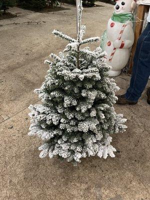 Frosted tree