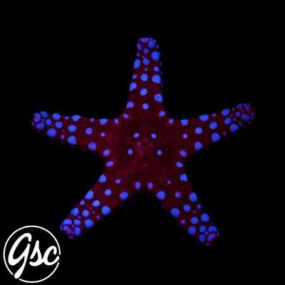 Red Sea Blue-Spot Seastar