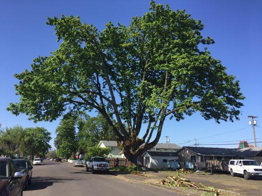 Giant 120 year old Big Leaf Maple in Junction City