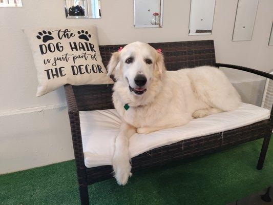 Glory agrees with this pillow when she sheds her undercoat.  She also LOVES this couch, it's nice and wide to relax on while Mom talks