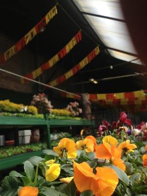 Pansies at farmers market.