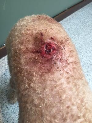 This is what happened when they cut him. This was about two days later. It became infected and ended up being a big vet bill