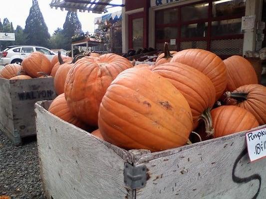 Pumpkins