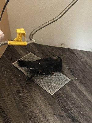 Large dead black bird that fell from our hood fan during microwave installation.