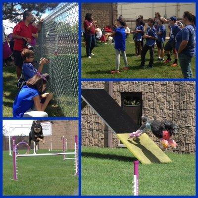 An agility demo for a local senior animal rescue.