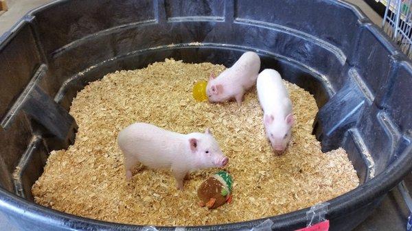 Pot belly pigs!