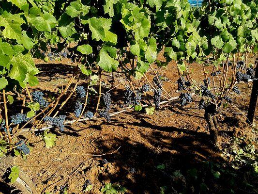 Grapes almost ready to pick