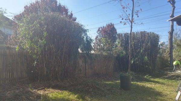 Jones Road Tree Service really took care of the bamboo in the backyard!