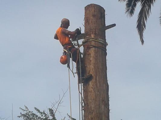 California Coastal Redwood removal (Sequoia sempervirens), Ht:~90', C:~87''.5.