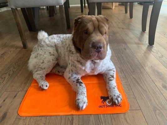 Boe resting on his cooling pad after a vet visit.