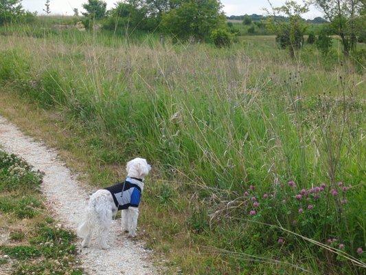 My Service dog loves to take me for a walk here!