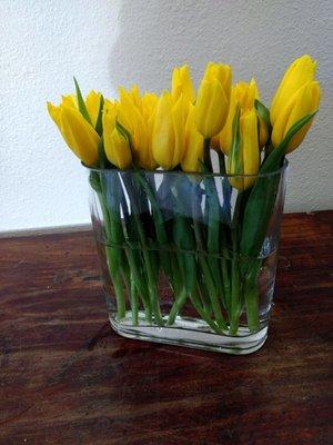 Sunny yellow tulips