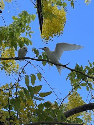 Fairy Terns nesting on campus