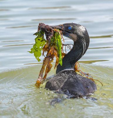 Cormorant collecting nesting material