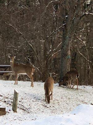 Some of the friends you'll meet at Chalet on the Lake, Stevensville MI